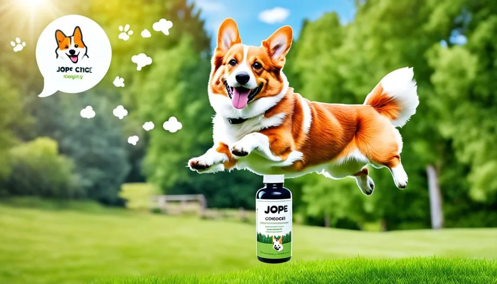 Best joint supplement for Corgis Best joint supplement for Corgis