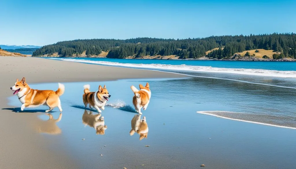 corgi corral lopez island