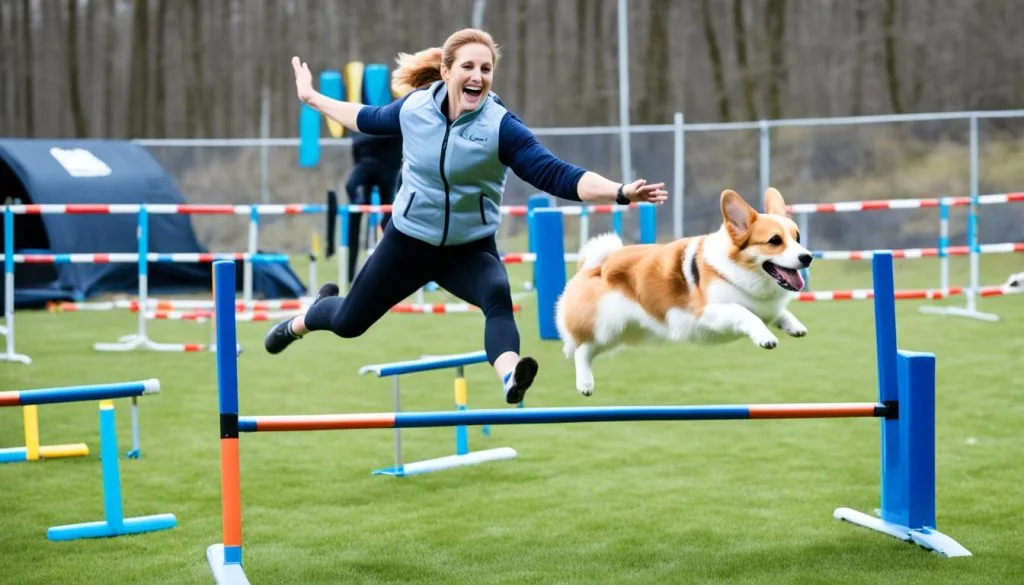 Corgi agility training