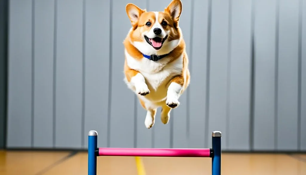Weight Management for Corgis