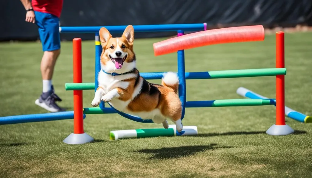 corgi agility coordination drills