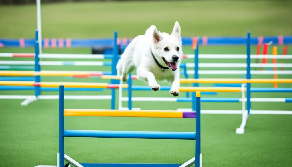 dog exercise options