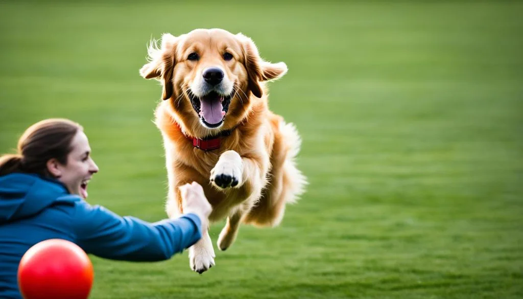 fetch training for dogs