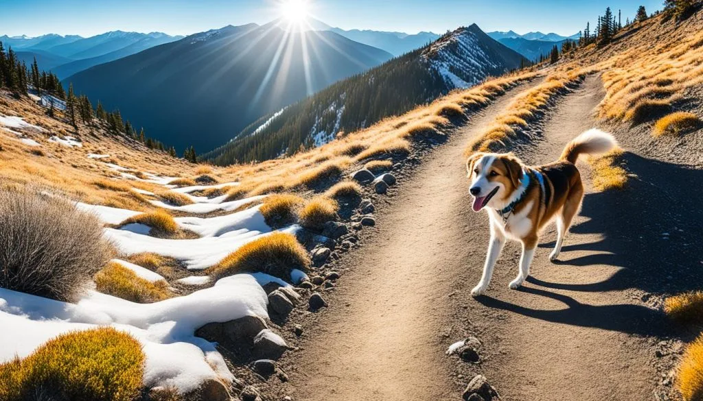 hiking with your dog